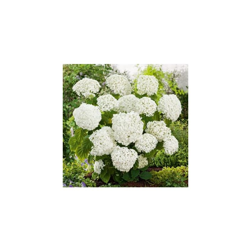 HORTENSIA ANNABELLE - LE GODET - Arbre/arbuste