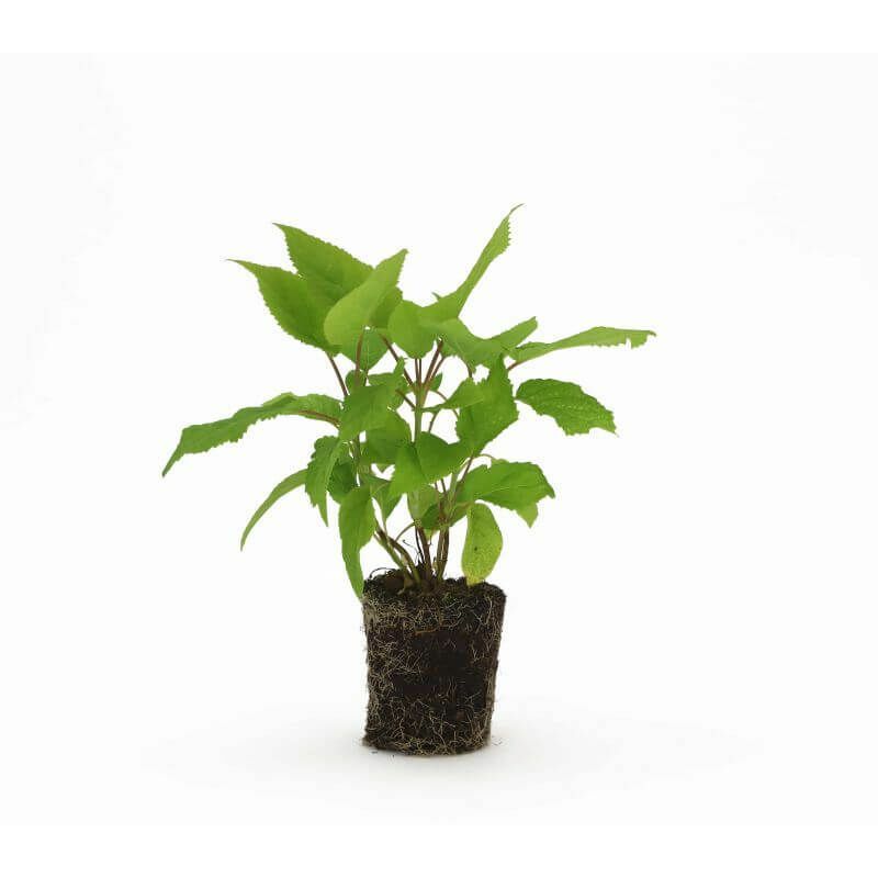 Hortensia 'Annabelle' (Hydrangea Arborescens 'Annabelle') - Godet - Taille 13/25cm