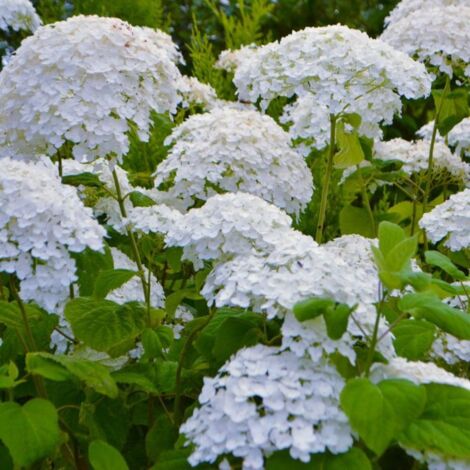 Hortensia 'Annabelle' (Hydrangea Arborescens 'Annabelle') - Godet - Taille 13/25cm