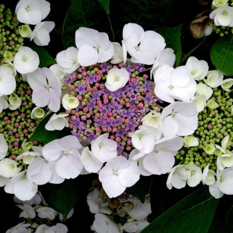 Hortensia aspera Sargentiana