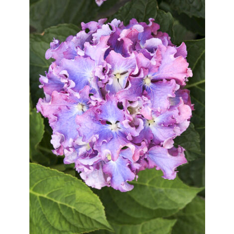 Hortensia 'Beautensia Spike' Pot de 4L/5L