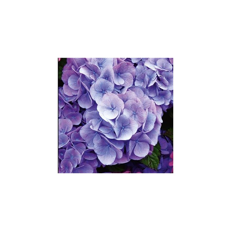 HORTENSIA BLEU - LE GODET - Arbre/arbuste