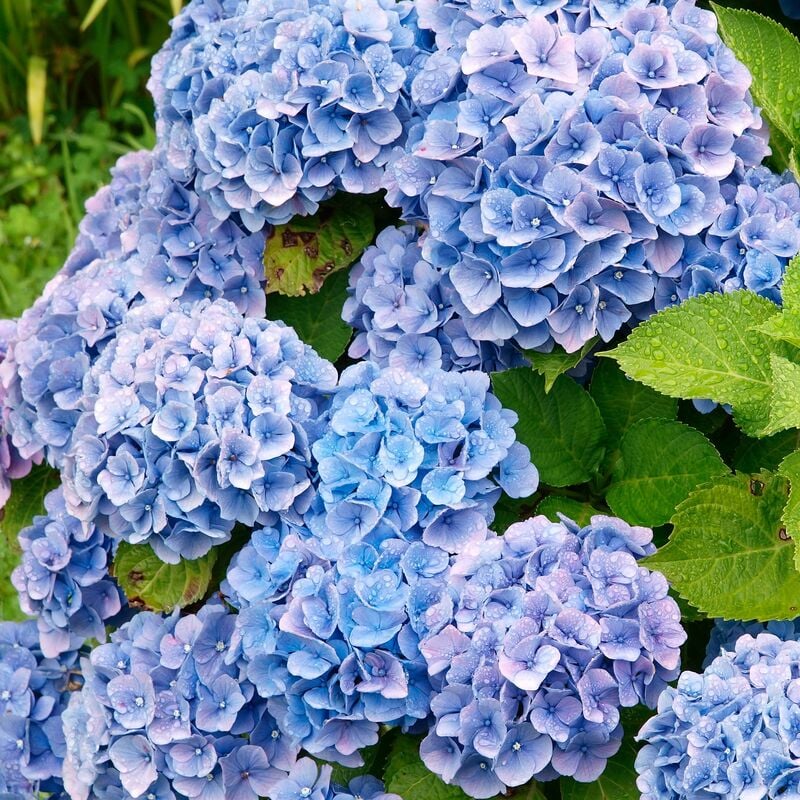 Hortensia bleu - Bleu