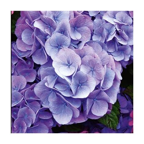 HORTENSIA BLEU - LE GODET - Arbre/arbuste