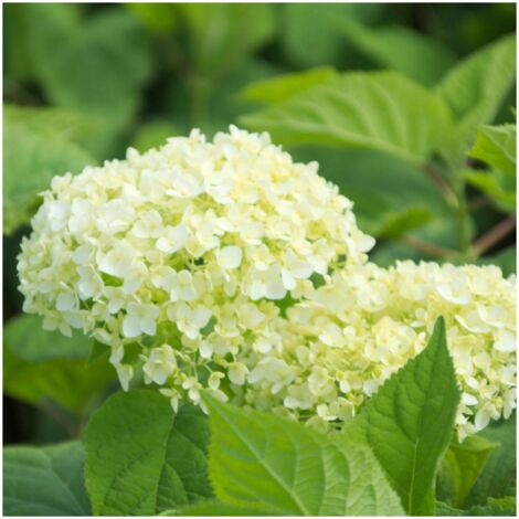 Hortensia de Virginie arborescens Annabelle | Pot de 7,5L - 60/80 cm