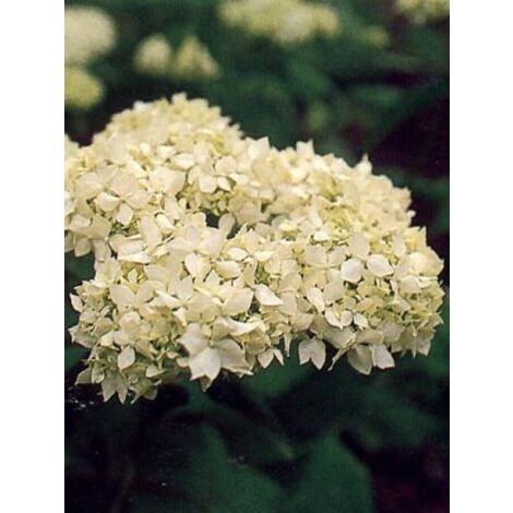 Hortensia de Virginie 'Grandiflora'