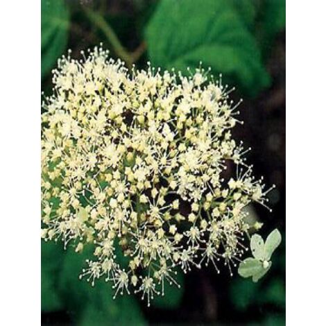 Hortensia de Virginie 'Hills Of Snow' Pot de 2L/3L