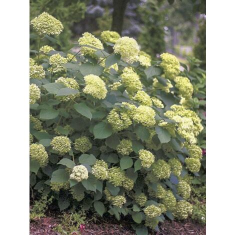 Hortensia de Virginie 'Lime Rickey ' Pot de 7,5L/10L