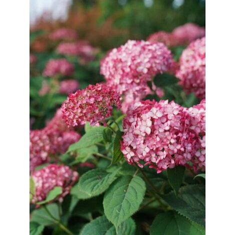 Hortensia de Virginie 'Ruby Annabelle'® Pot de 2L/3L, 2/3 branches