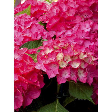 Hortensia 'Dutch Ladies Selma ' Pot de 4L/5L