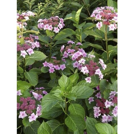 Hortensia 'Etoile Violette' Pot de 2L/3L