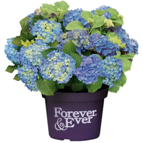 Hortensia Forever&Ever® Bleu, Hydrangea macrophylla/Pot de 12L - 50/60 cm