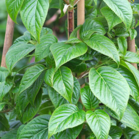 Hortensia grimpant anomala var. Petiolaris Crug Corale