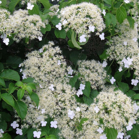Hortensia grimpant anomala var. Petiolaris