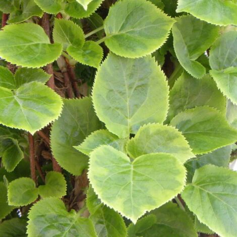Hortensia grimpant anomala var. Petiolaris Miranda | Pot de 1,5L - Tuteur bambou 30/60 cm