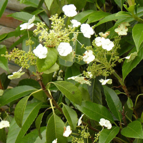 Hortensia grimpant anomala var. Petiolaris Seemanii | Pot de 3L - Echelle bambou 60/120 cm