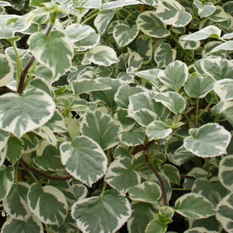 Hortensia grimpant anomala var. Petiolaris Silver Lining®