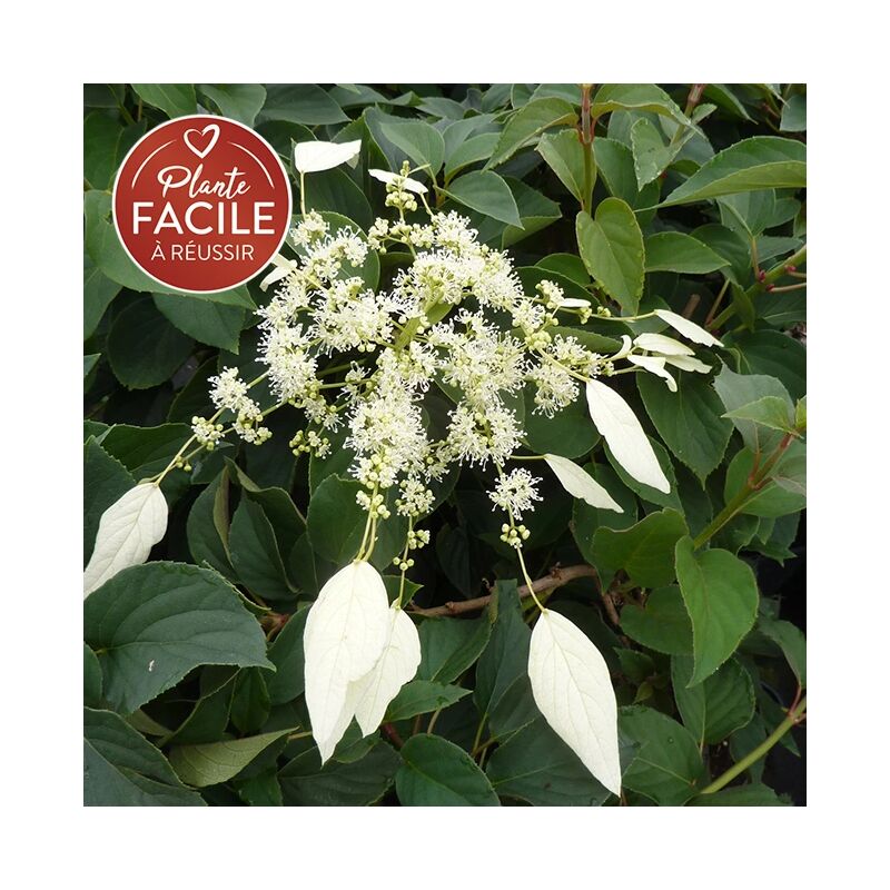 Javoy Plantes - Hortensia grimpant du Japon 'Windmills' - schizophragma 3L - 90/120cm