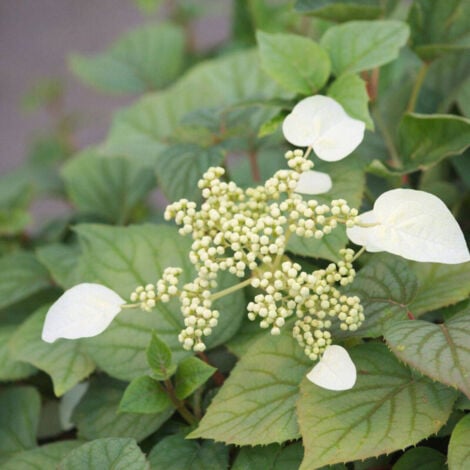 Hortensia grimpant hydrangeoïdes Moonlight