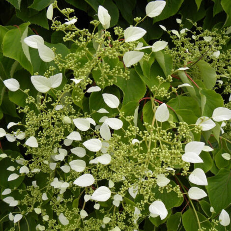 Hortensia grimpant hydrangeoïdes