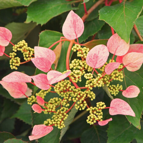 Hortensia grimpant Rose sensation® 'Trarose'/Godet - 5/20 cm