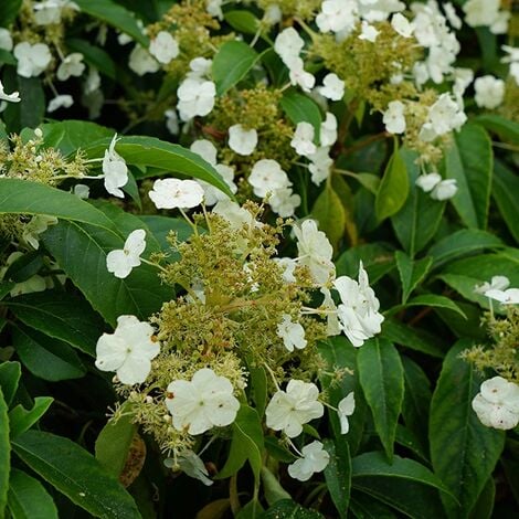 JAVOY PLANTES Hortensia grimpant 'Seemanii' - hydrangea 3L