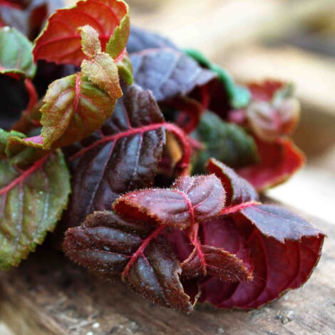 Hortensia grimpant Winter surprise/Godet - 5/20 cm