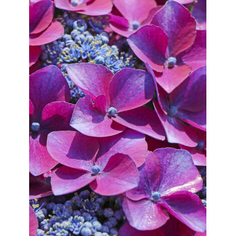 Hortensia 'Kardinal Violet' Pot de 2L/3L