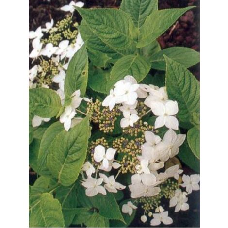 Hortensia 'Lanarth White' Pot de 2L/3L