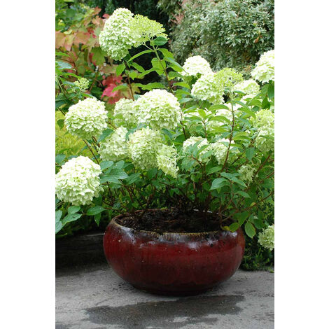 Hortensia 'Limelight®' Taille du pot - Pot de 3 Litres