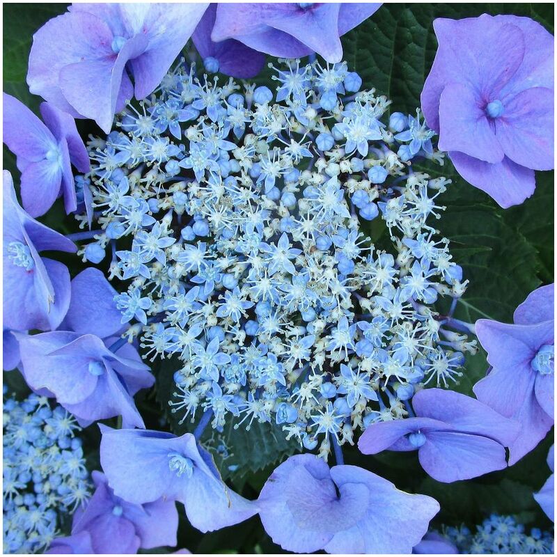 Clematite.net - Hortensia macrophylla Blaumeise/Pot de 4L - Bleue