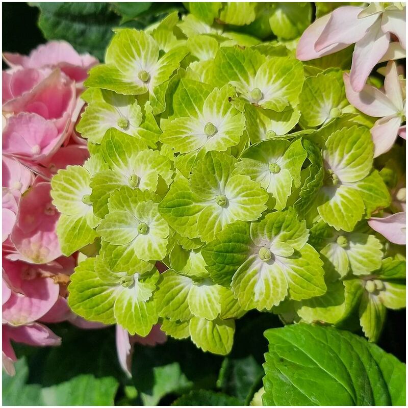 Bellevue Distribution - Hortensia macrophylla Green Ever Belles® 'Hortmagreclo'/Pot de 1,5L - Verte