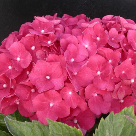 Hortensia macrophylla Leuchtfeuer | Pot de 3L - 20/40 cm