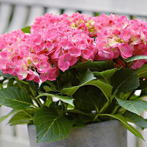 Hortensia macrophylla Rose