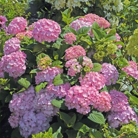 Hortensia macrophylla So Long® Rosy 'COUMONT' | Godet - 5/20 cm