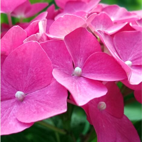 Hortensia macrophylla teller rouge - Hydrangea macrophylla teller rouge Pot 3L