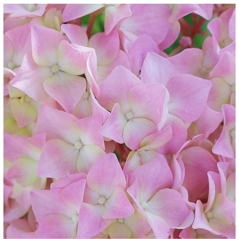 Bellevue Distribution - Hortensia macrophylla 'Tinkerbell'®/Pot de 1,5L - Rose