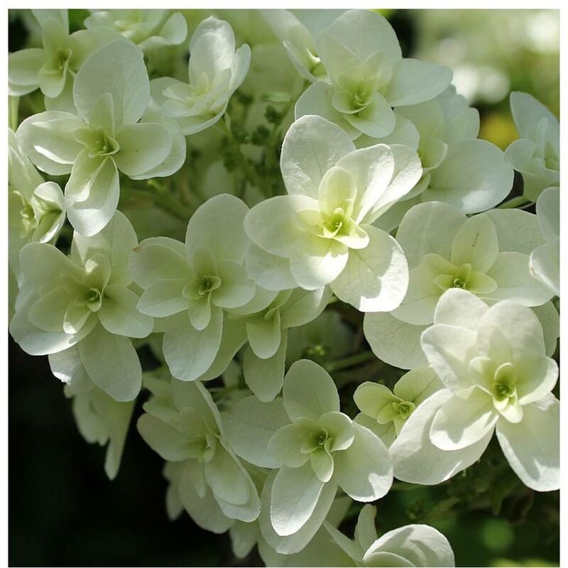 Bellevue Distribution - Hortensia macrophylla Wedding Gown®/Pot de 1,5L - Blanche