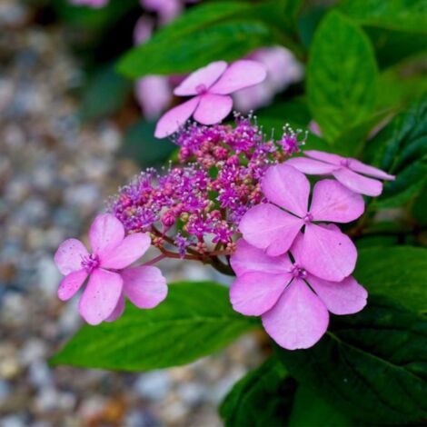 Hortensia Macrophylle 'Dolce Gipsy' (Hydrangea Macrophylla) - Godet - Taille 13/25cm