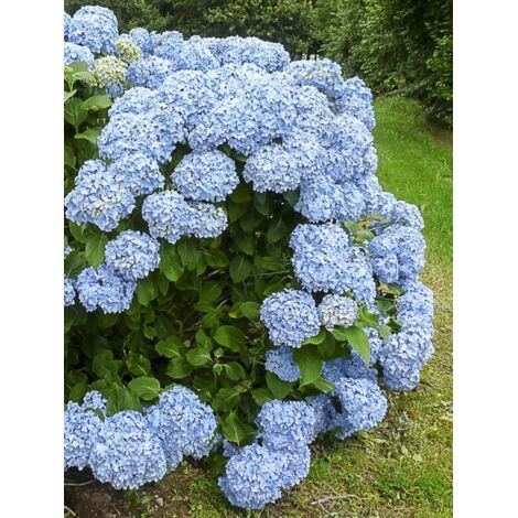 Hortensia 'Mousseline' Pot de 2L/3L