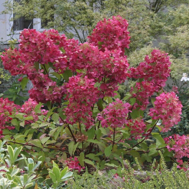 Hortensia paniculata Diamant Rouge® 'Rendia'/Pot de 4L