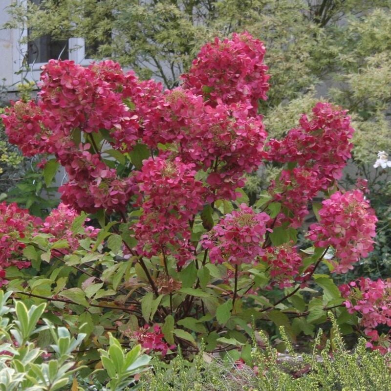 Hortensia paniculata Diamant Rouge® 'Rendia'/Pot de 7,5L - Rouge