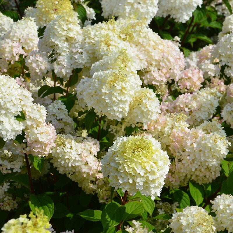 Hortensia paniculata Diamantino® 'Ren101'/Pot de 7,5L