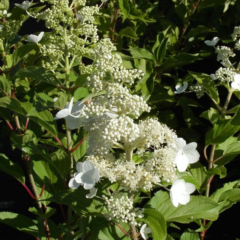 Hortensia paniculata Kyushu/Pot de 4L - Blanche