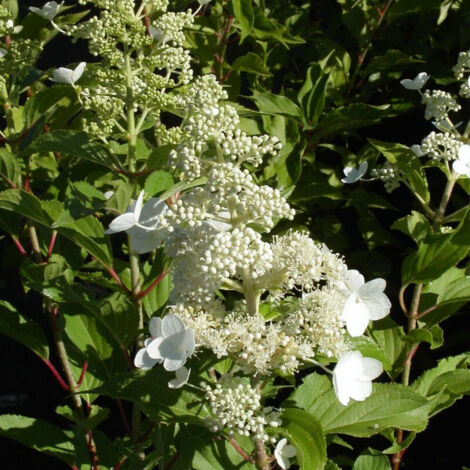 Hortensia paniculata Kyushu, Hydrangea paniculata/Godet - 5/20 cm