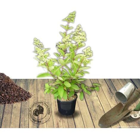 Hortensia paniculata Kyushu