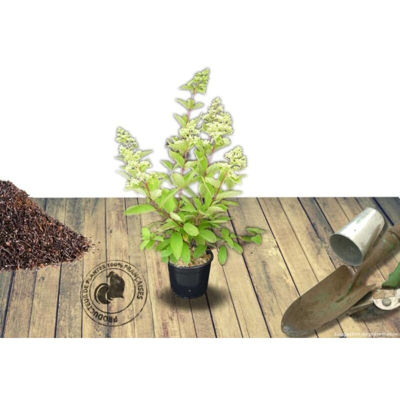 Hortensia paniculata Limelight/Pot de 4L - Blanche
