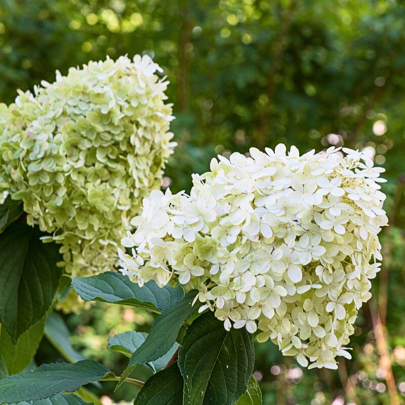 Hortensia paniculata limelight - Hydrangea paniculata limelight Pot 3 l