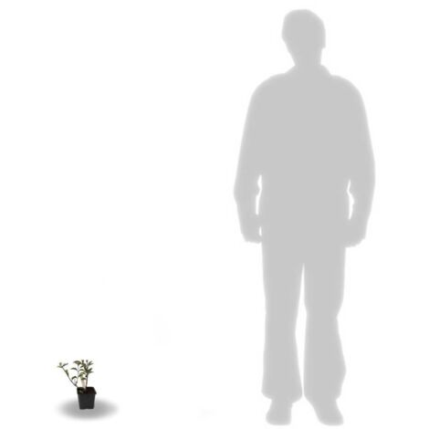 Hortensia paniculata Magical® Sweet Summer 'Bokrathirteen' | Godet - 5/20 cm