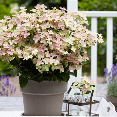 Hortensia paniculata Polestar® 'Breg14' | Godet - 5/20 cm